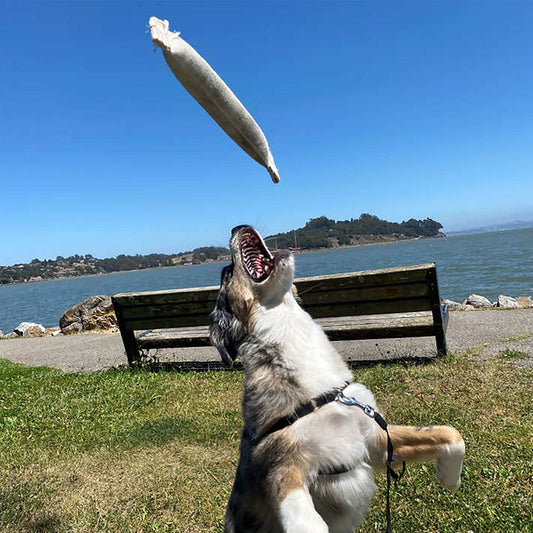 Fire Hose Dog Toss Toy